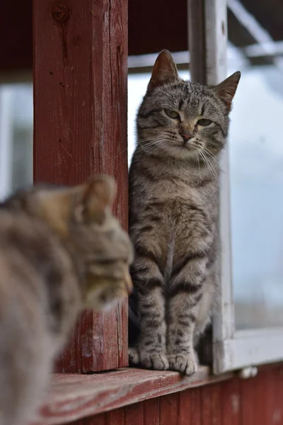 Gatto grigio a strisce seduto su un portico in legno casale — Foto Stock