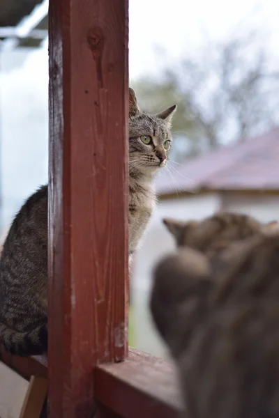 Grau gestreifte Katze sitzt auf einer Holzveranda Bauernhaus — Stockfoto