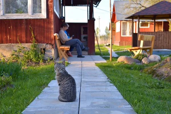 Gato gris tabby sentado en una pasarela de piedra frente a la casa del pueblo — Foto de Stock