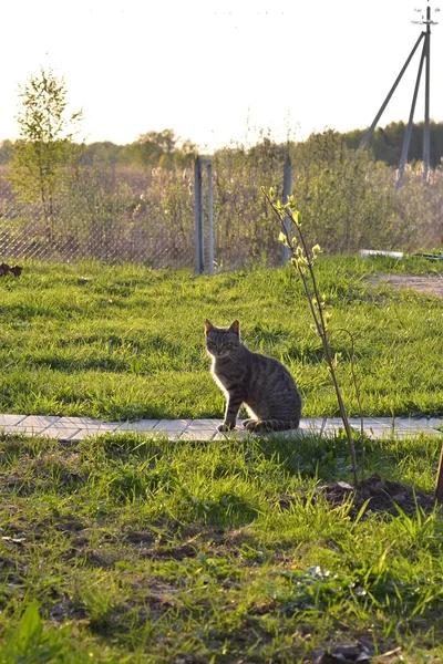 Graue gestromte Katze sitzt auf einem steinernen Gehweg vor dem Dorfhaus — Stockfoto