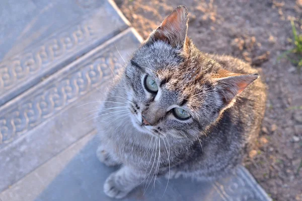 Gris gato tabby sentado en un porche en una casa de pueblo — Foto de Stock