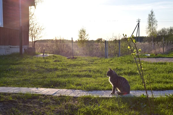Taş bir geçit köy evinin önünde oturan gri tekir kedi — Stok fotoğraf
