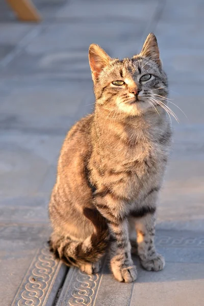 Gris gato tabby sentado en un porche en una casa de pueblo — Foto de Stock