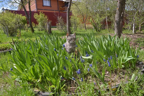 Gato listrado cinza deitado na grama — Fotografia de Stock