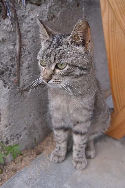 Šedá mourovatá kočka sedí na verandě, v domě, vesnice — Stock fotografie