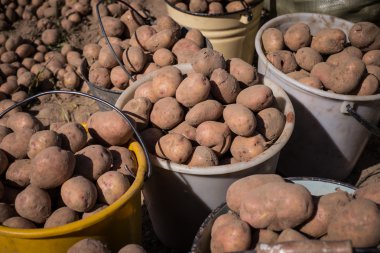 Hasat patates kovalar ve alanını çanta