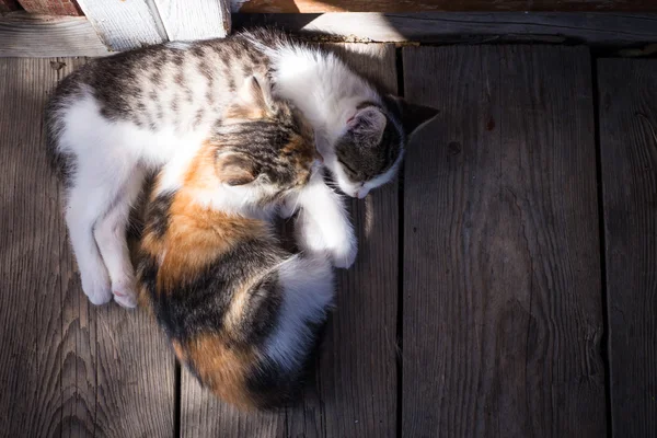 Little kittens asleep hugging each other