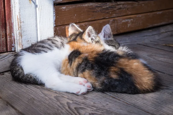 Little kittens asleep hugging each other