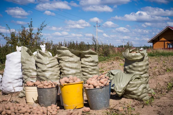 Colha batatas em baldes e sacos no campo — Fotografia de Stock