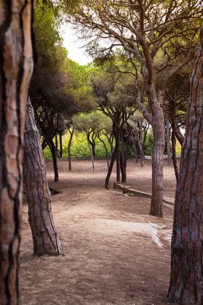 Paseo por el paseo marítimo en la costa mediterránea en la ciudad española de Calella —  Fotos de Stock