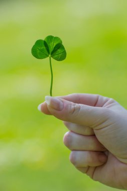 Senin için bir yonca