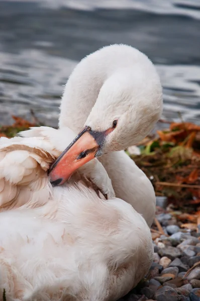 Un cygne gracieux sur la rive d'un lac Images De Stock Libres De Droits