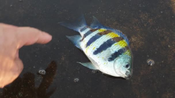 Um peixe moribundo respira com a boca aberta, lutando desesperadamente no chão — Vídeo de Stock