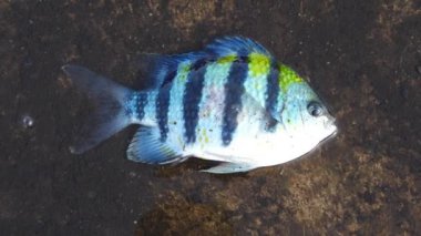 Ölen bir balık ağzı açık nefes alır, çaresizce yerde çırpınır.