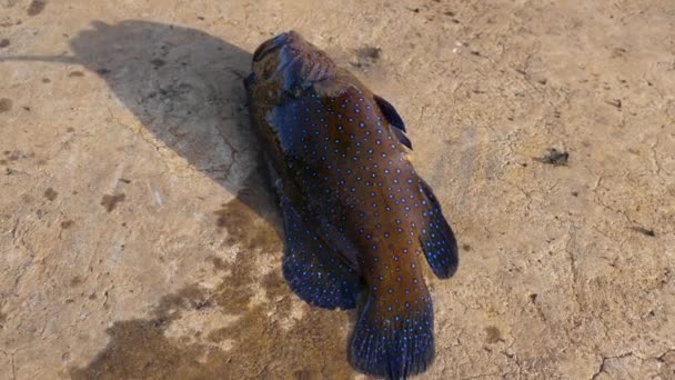 Um peixe moribundo respira com a boca aberta, lutando desesperadamente no chão Vídeo De Stock