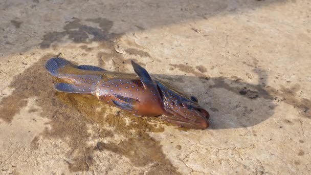 Um peixe moribundo respira com a boca aberta, lutando desesperadamente no chão Filmagem De Stock