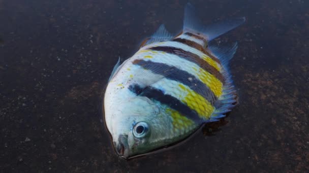 En döende fisk andas med öppen mun, kämpande desperat på marken — Stockvideo