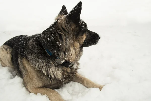 Perro en una nieve — Foto de Stock
