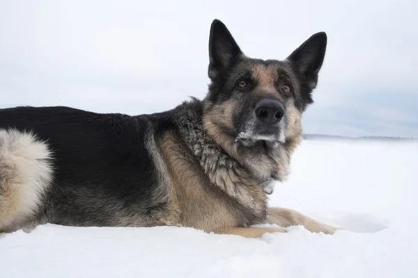 Perro en la nieve — Foto de Stock