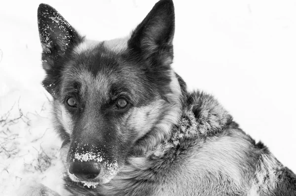 Perro acostado en la nieve — Foto de Stock