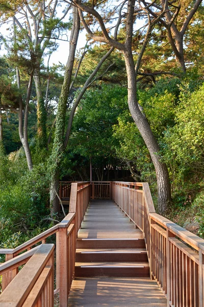 Passeio costeiro na ilha de Dongbaek . — Fotografia de Stock