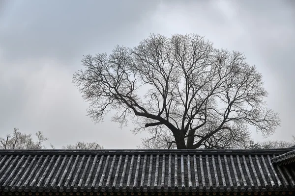 Grand arbre et toit carrelé — Photo