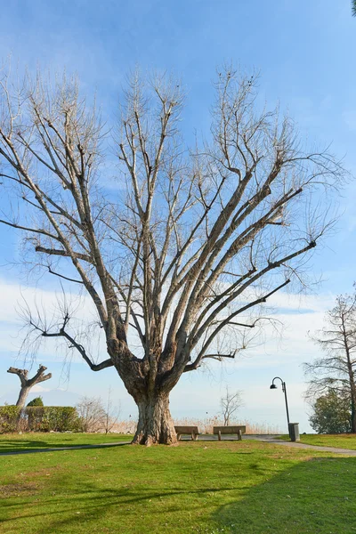 Árvore grande e banco — Fotografia de Stock