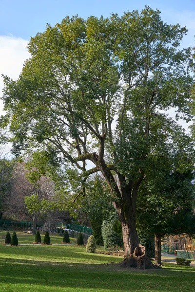 Big tree in a park — Stock Photo, Image