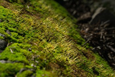 moss closeup