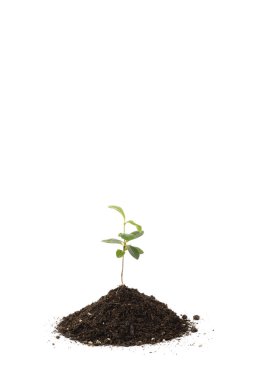 Genç Pittosporum tobira ve toprak repotting için