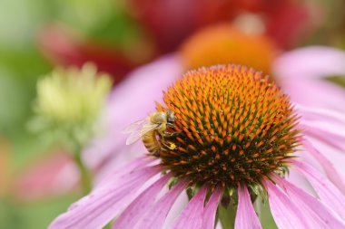 bir kafa echinecea çiçek arıya
