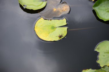 Anne örümcek bebekler ile