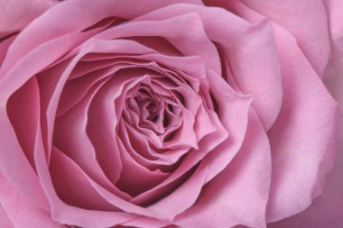 pembe Gül tam Bloom closeup