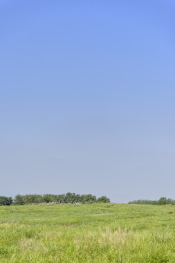 bir alandaki gümüş çimen