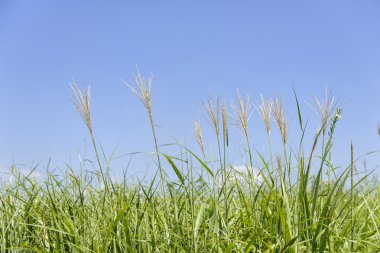 bir alandaki gümüş çimen