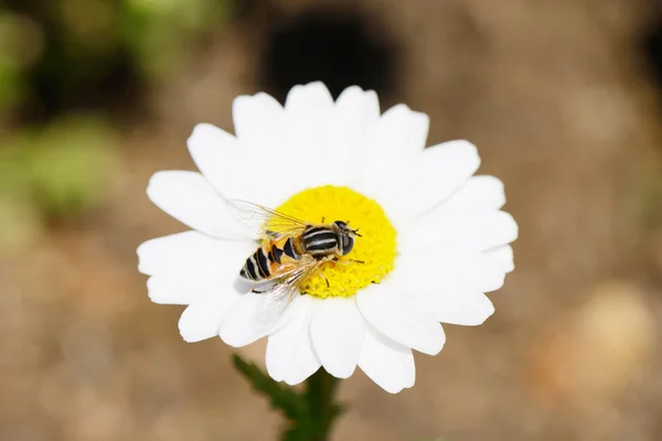 Пчела на белой Маргарите — стоковое фото