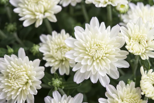 Closeup of white chrysanthemum flower — Stock Photo, Image