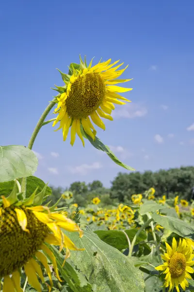 Close-up van zonnebloem — Stockfoto