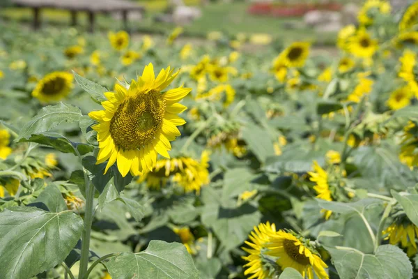 Closeup of sunflower — Stock Photo, Image