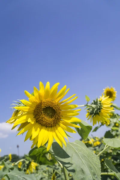 Close-up van zonnebloem — Stockfoto