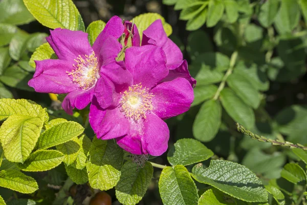 Closeup της λουλούδια πιό sweetbrier — Φωτογραφία Αρχείου