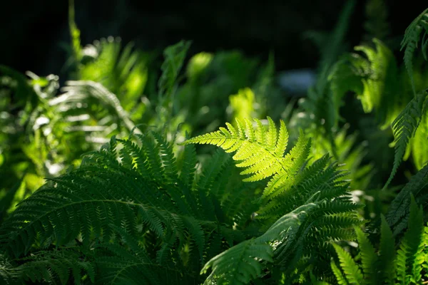 Grüne Blätter, eine Art Farne — Stockfoto