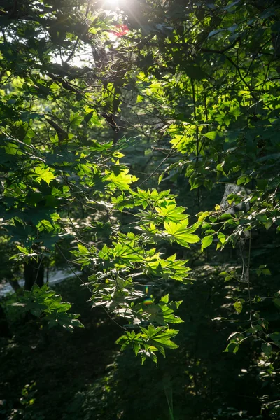 Hojas verdes y ramas con sol — Foto de Stock