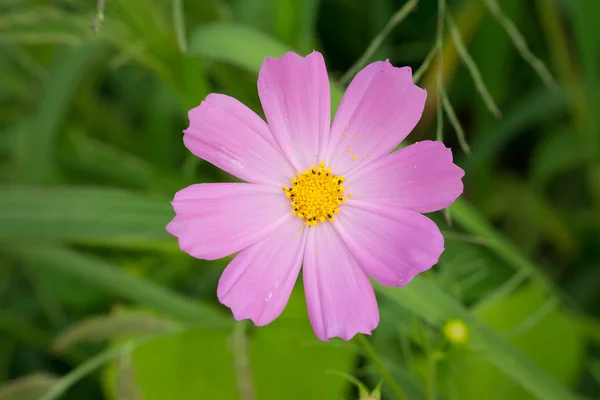 Cosmos flower in a field — Stock Photo, Image