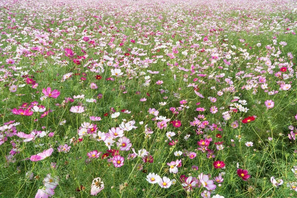 Kosmos bloemen in een veld — Stockfoto