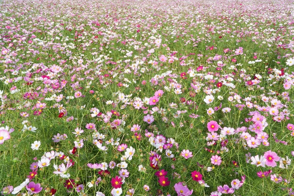 Kosmos blommor i ett fält — Stockfoto