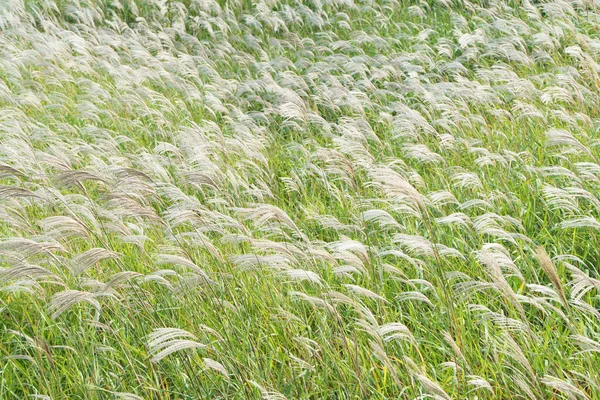Zilveren gras — Stockfoto