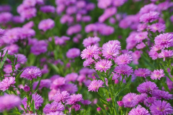 Små lila krysantemum blommor — Stockfoto