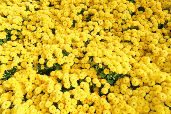 Yellow chrysanthemum flowers — Stock Photo, Image