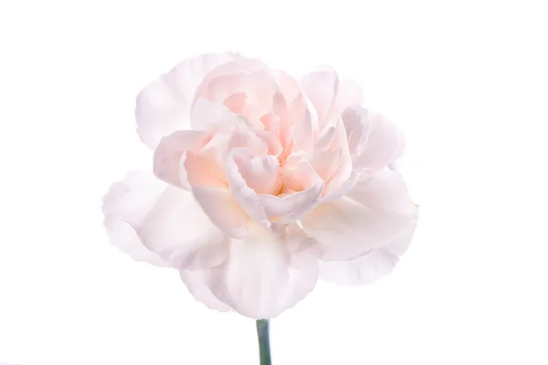 Świeże Goździk różowy — Zdjęcie stockowe